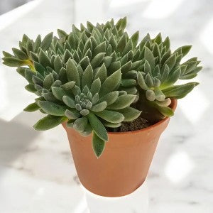 Sinocrassula yunnanensis