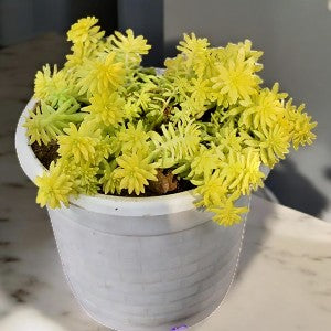 Yellow Sedum Grass