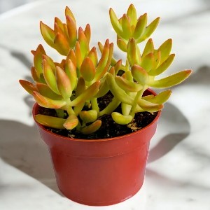 Sedum Nussbaumerianum