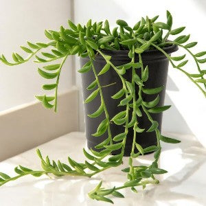 STRING OF BANANA
