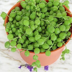 String of pearls