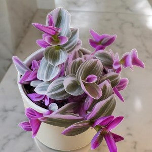 Tradescantia Nanouk