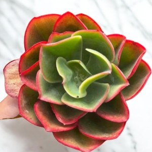 Red Echeveria