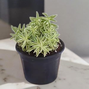SEDUM STAR GRASS