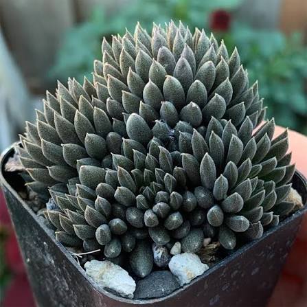 Sinocrassula yunnanensis