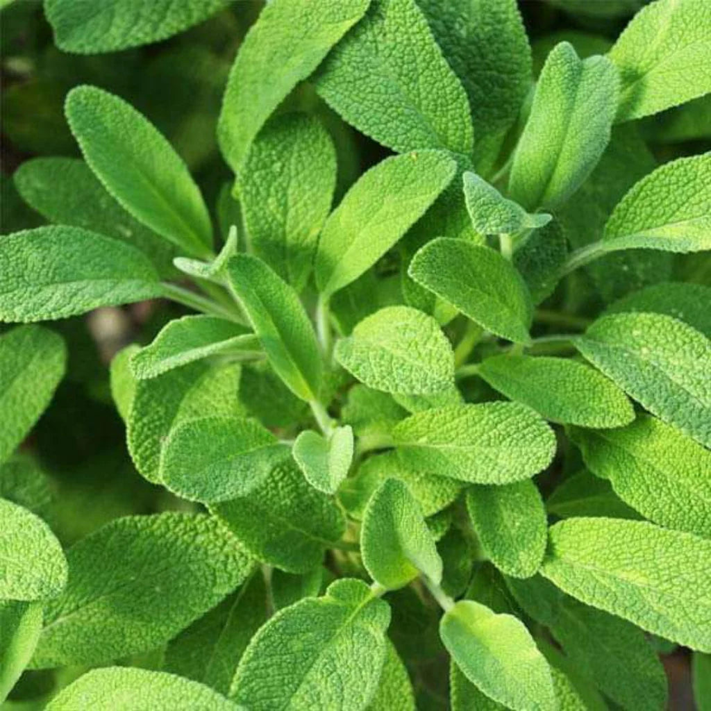 SAGE ( TEZ PATTA ) HYBRID SEEDS (15 seeds)