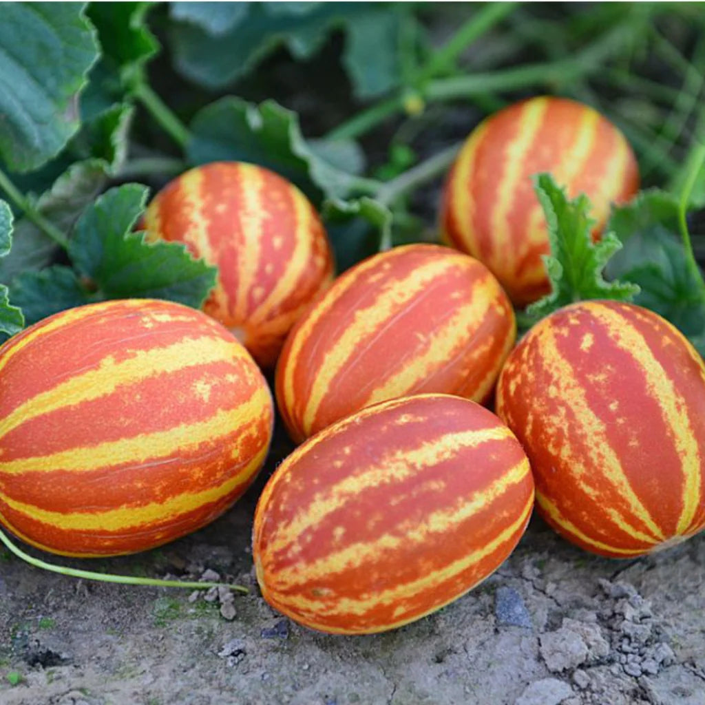 KACHARI HYBRID SEEDS (50 seeds)