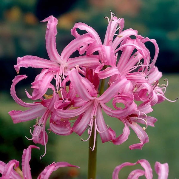 Nerine Lily Bulb