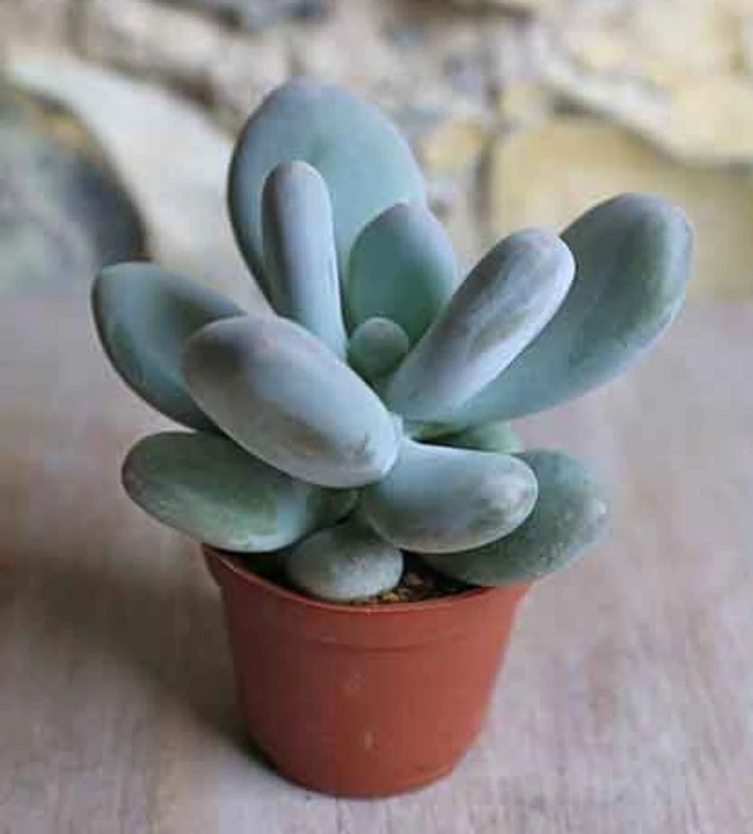 MOONSTONE