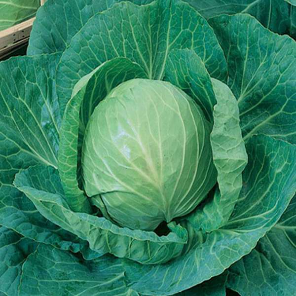 CABBAGE DESI VEGETABLE SEEDS (40 seeds)