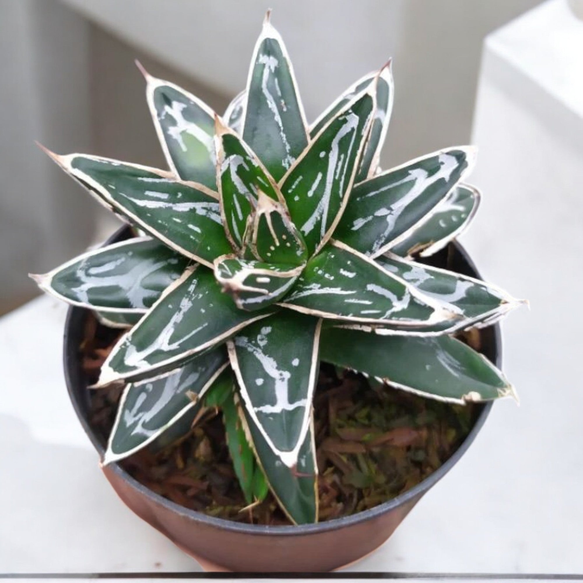 Queen Victoria Agave