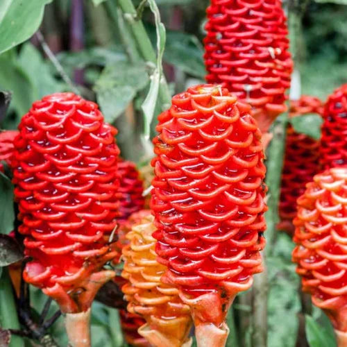 Shampoo Ginger Bulb