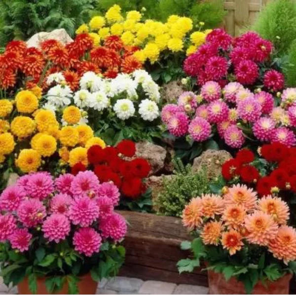 Dahila Bambino Mix Hybrid Seeds (10 seeds)