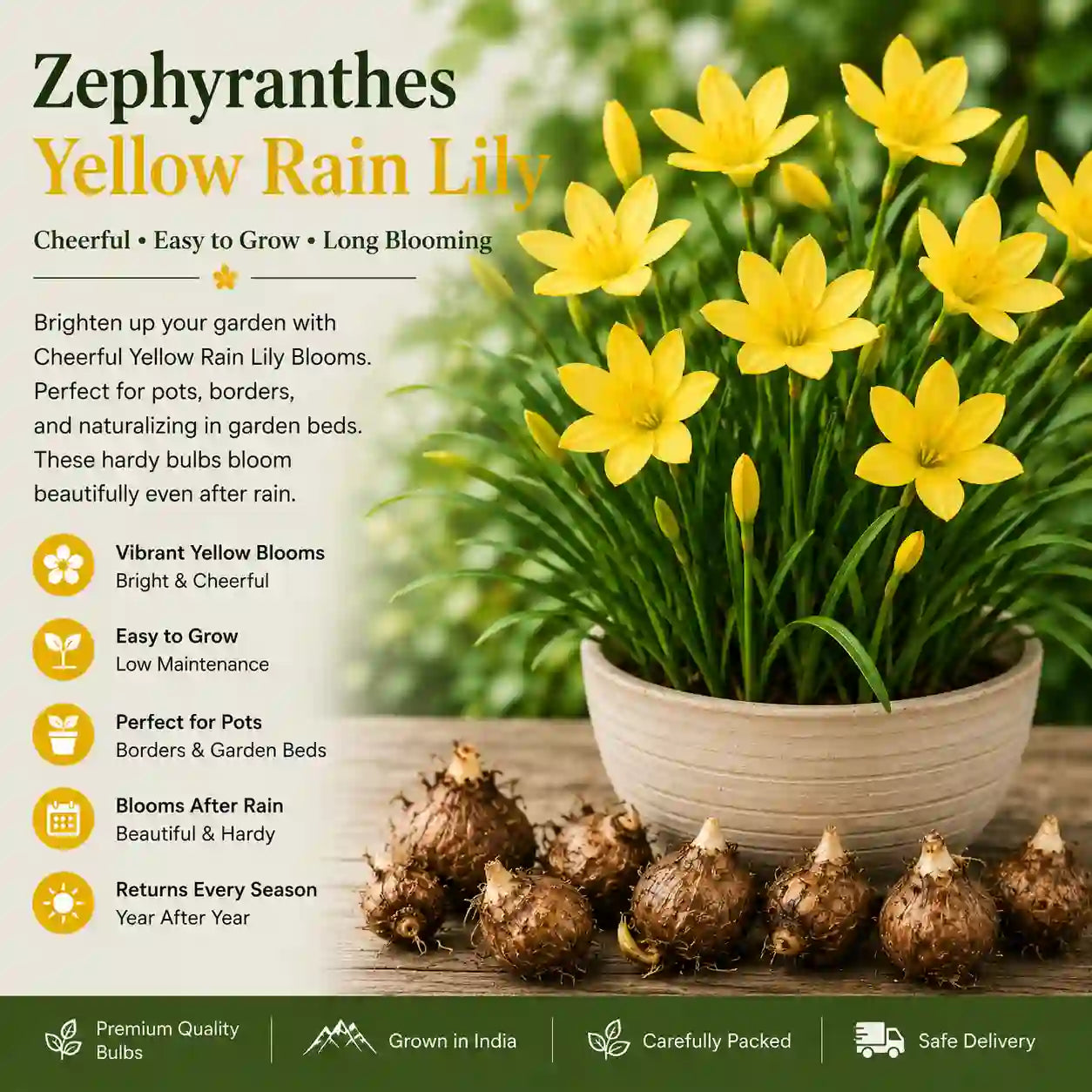 Yellow rain lily bulb
