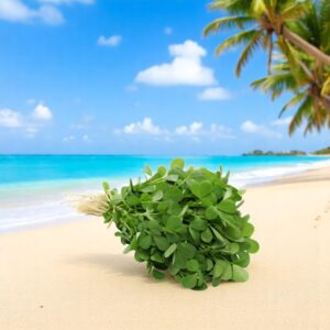FENUGREEK LEAVES / METHI DESI VEGETABLE SEEDS (200 seeds)