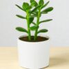 Jade Plant