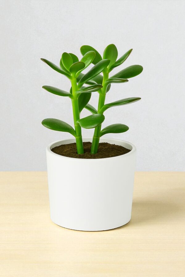 Jade Plant