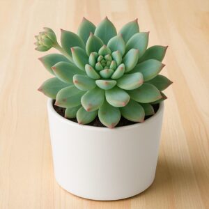 Echeveria Blue elf