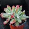 Echeveria pulvinata