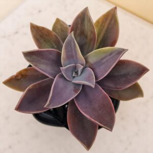 Graptoveria Fred Ives