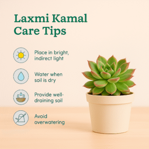 Laxmi Kamal Care Tips