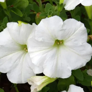 Petunia white hybrid seeds (100 seeds)