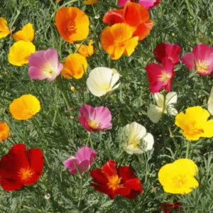 POPPY CALIFORNIA MIXED OPEN POLLINATED SEEDS (40 seeds)