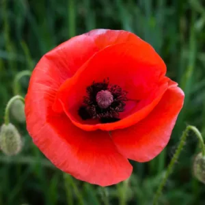 Poppy red hybrid seeds (100 seeds)