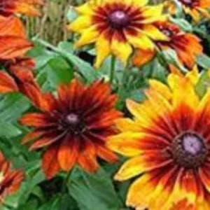 RUDBECKIA MIX HYBRID SEEDS (30 seeds)