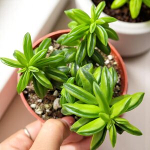 Pepromia Axillaris