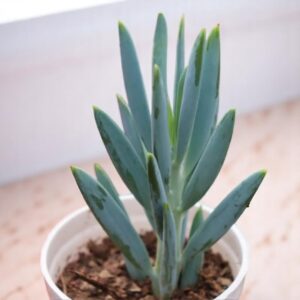 LONG BLUE CHALKSTICKS