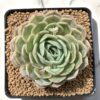 Echeveria on slow