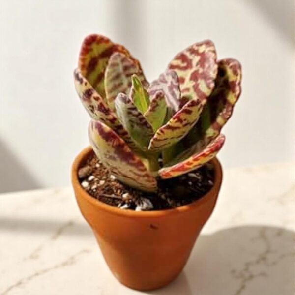Kalanchoe humilis