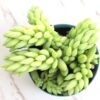 Donkey Tail
