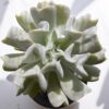 Echeveria Runyonii