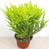Crassula muscosa