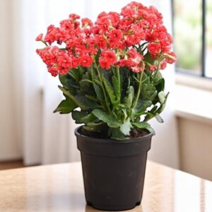 Red Flower Kalanchoe