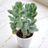 Kalanchoe marinerina