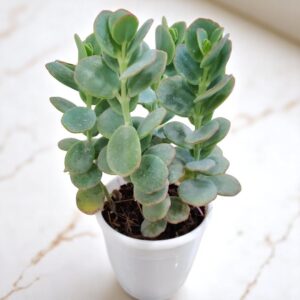 Kalanchoe marinerina