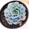 Echeveria 'Esther'