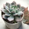 Echeveria elegans hybrid
