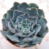 Echeveria shaviana