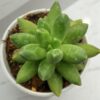 Pachyphytum compactum