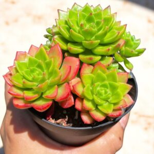 Sedeveria 'Letizia'