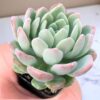 Echeveria scheideckeri