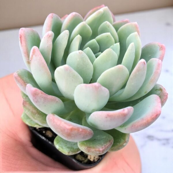 Echeveria scheideckeri