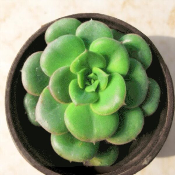 Echeveria Nuda Rolly