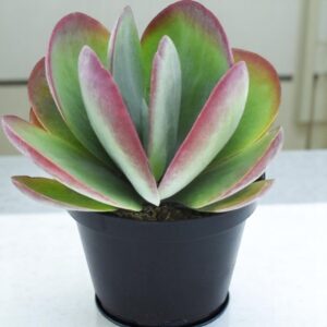 FLAPJACK KALANCHOE