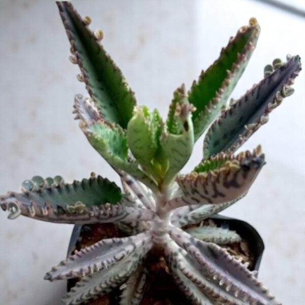 Mother of millions
