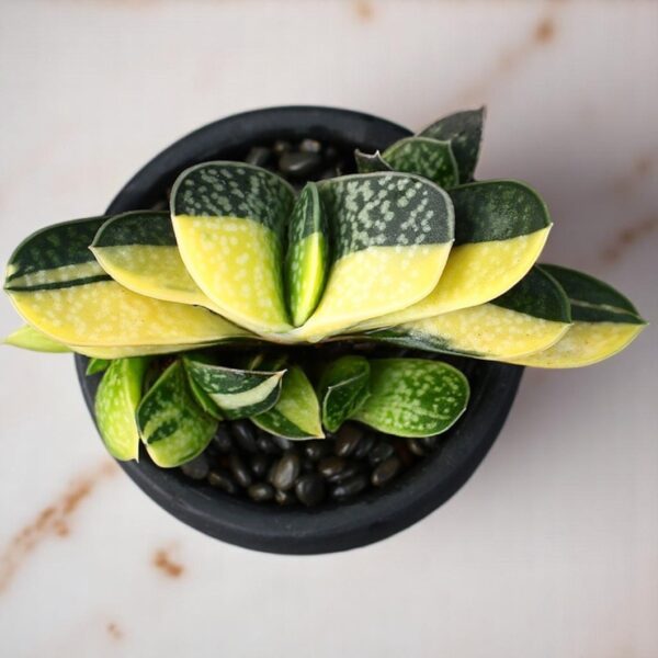 Gasteria variegated